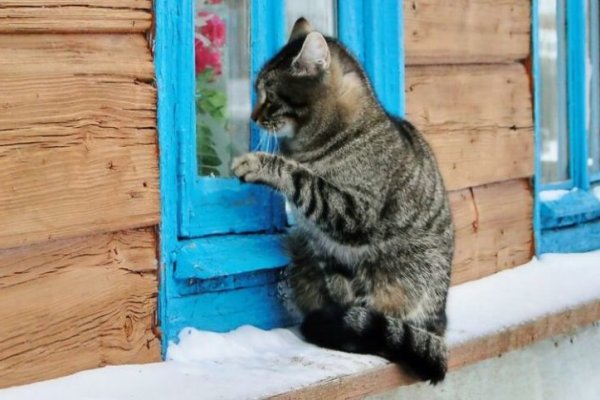 Список супернет сайтов